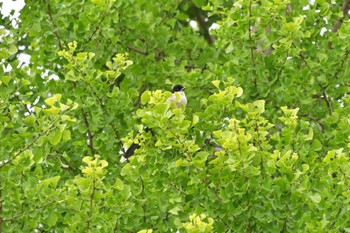 Azure-winged Magpie Ukima Park Mon, 6/13/2022