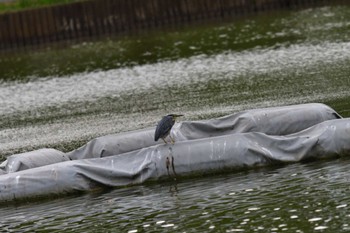 ササゴイ 都立浮間公園 2022年6月13日(月)