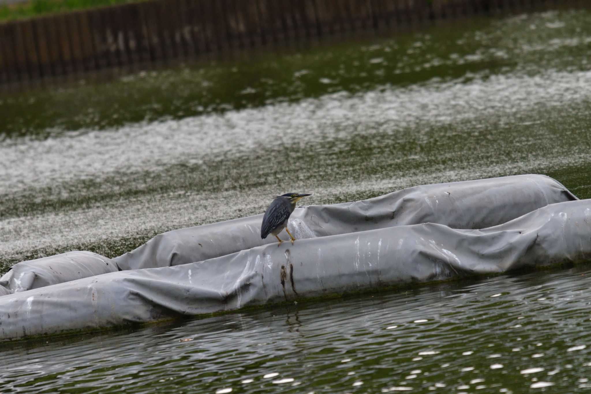 Photo of Striated Heron at Ukima Park by やなさん