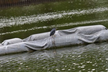 ササゴイ 都立浮間公園 2022年6月13日(月)