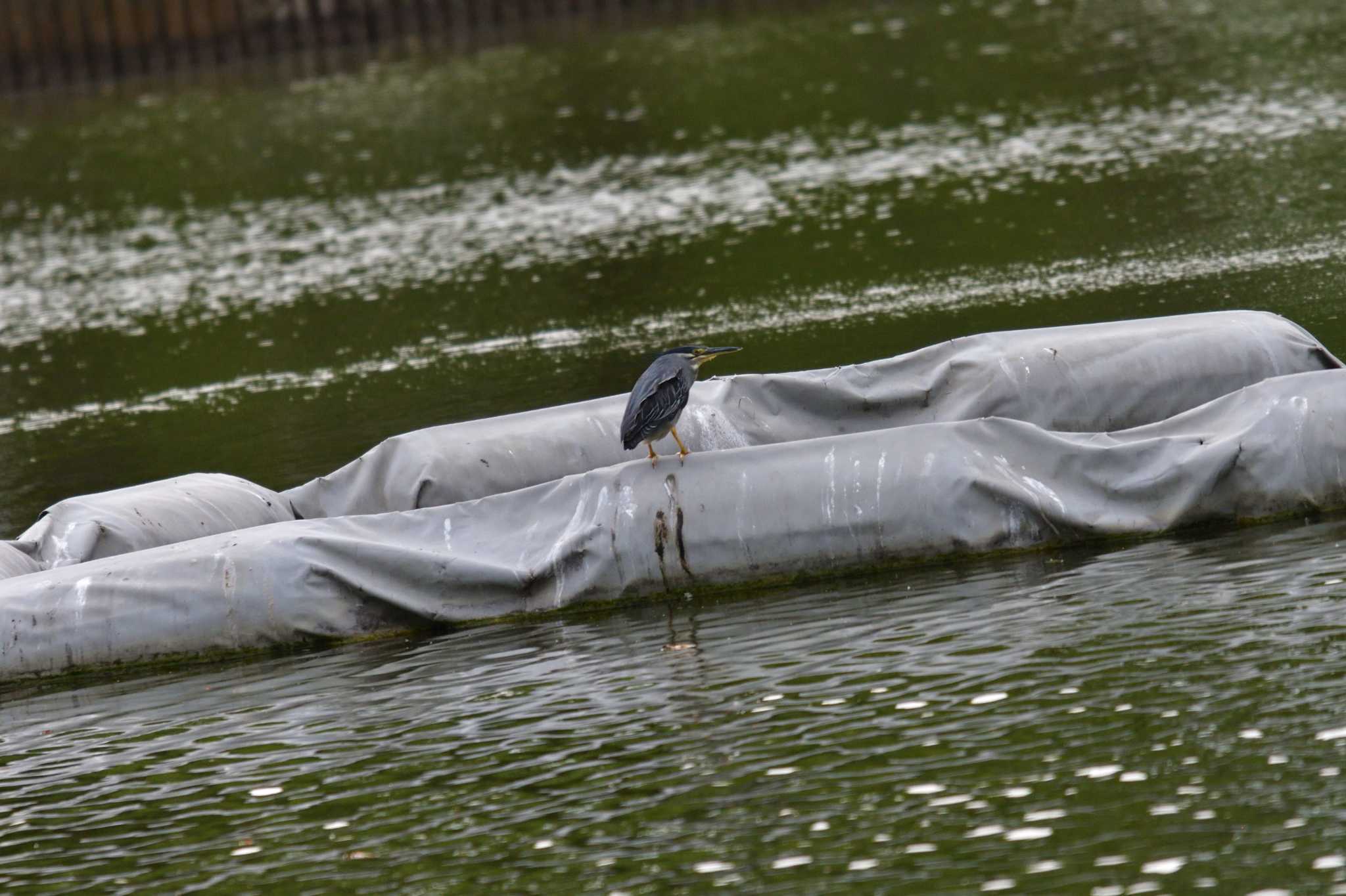 Photo of Striated Heron at Ukima Park by やなさん