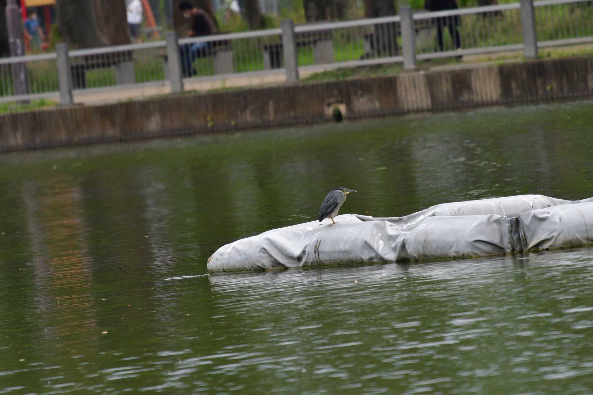 Photo of Striated Heron at Ukima Park by やなさん