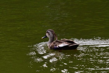 Eastern Spot-billed Duck Ukima Park Mon, 6/13/2022