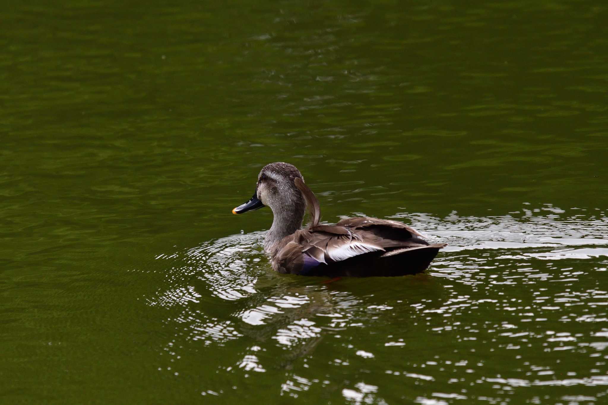 Photo of Eastern Spot-billed Duck at Ukima Park by やなさん