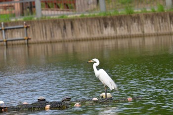 Great Egret Ukima Park Mon, 6/13/2022