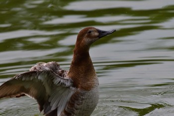 ホシハジロ 都立浮間公園 2022年6月13日(月)