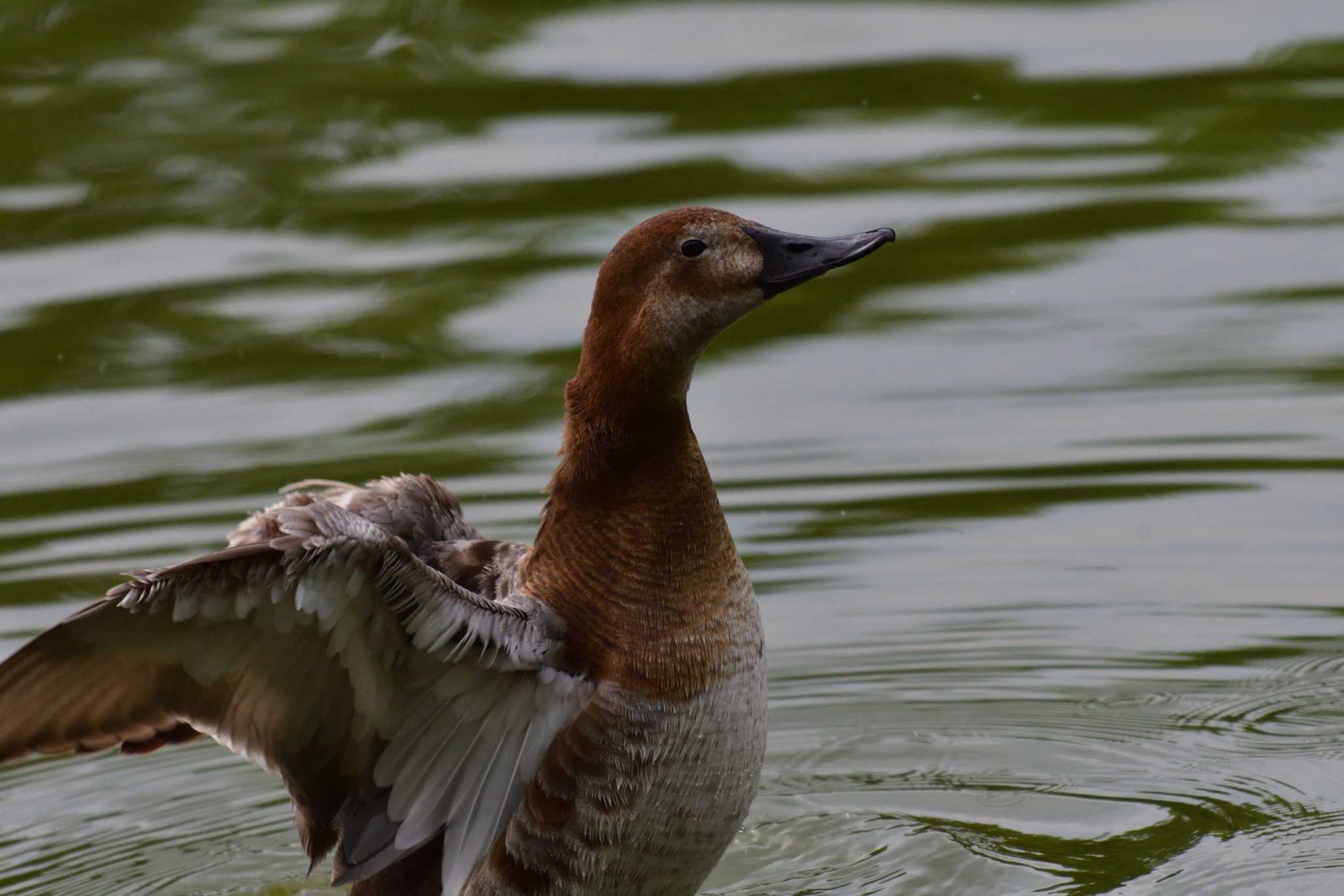 Photo of Common Pochard at Ukima Park by やなさん