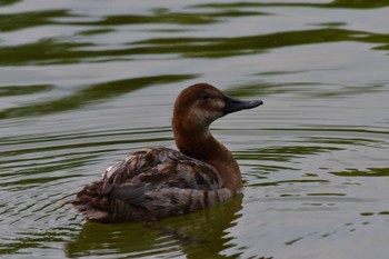 ホシハジロ 都立浮間公園 2022年6月13日(月)