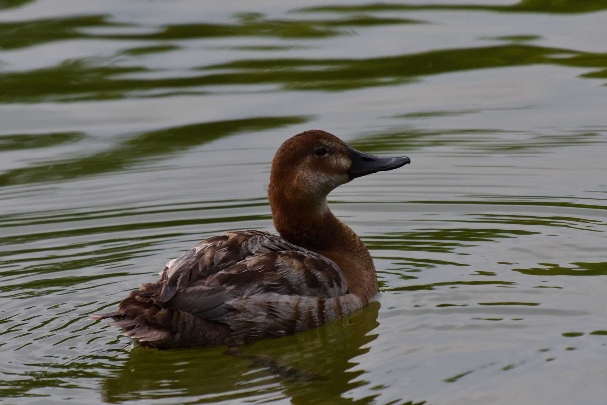 Photo of Common Pochard at Ukima Park by やなさん