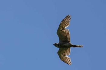 Grey-faced Buzzard 朽木いきものふれあいの里 Sun, 6/12/2022