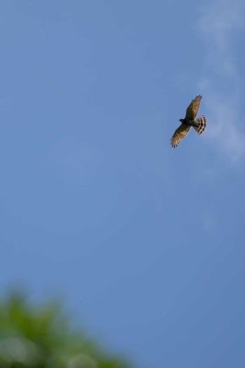 Grey-faced Buzzard 朽木いきものふれあいの里 Sun, 6/12/2022