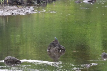 カワセミ 長浜公園 2022年6月14日(火)