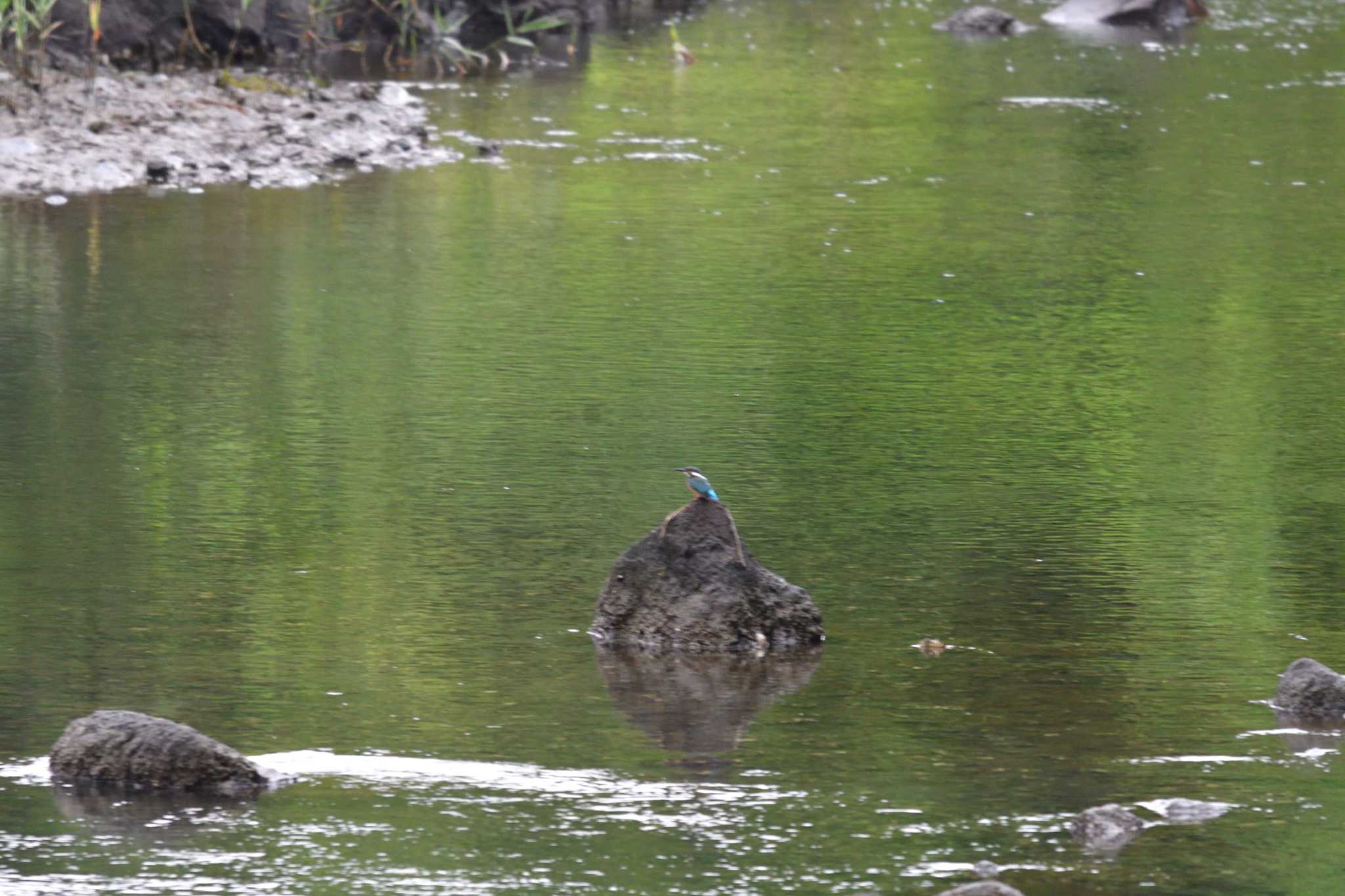 Photo of Common Kingfisher at Nagahama Park by やなさん