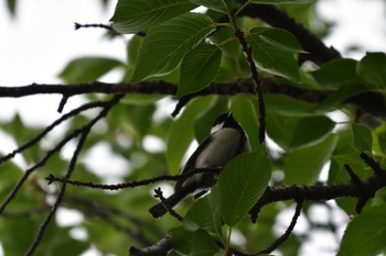 Japanese Tit Nagahama Park Tue, 6/14/2022