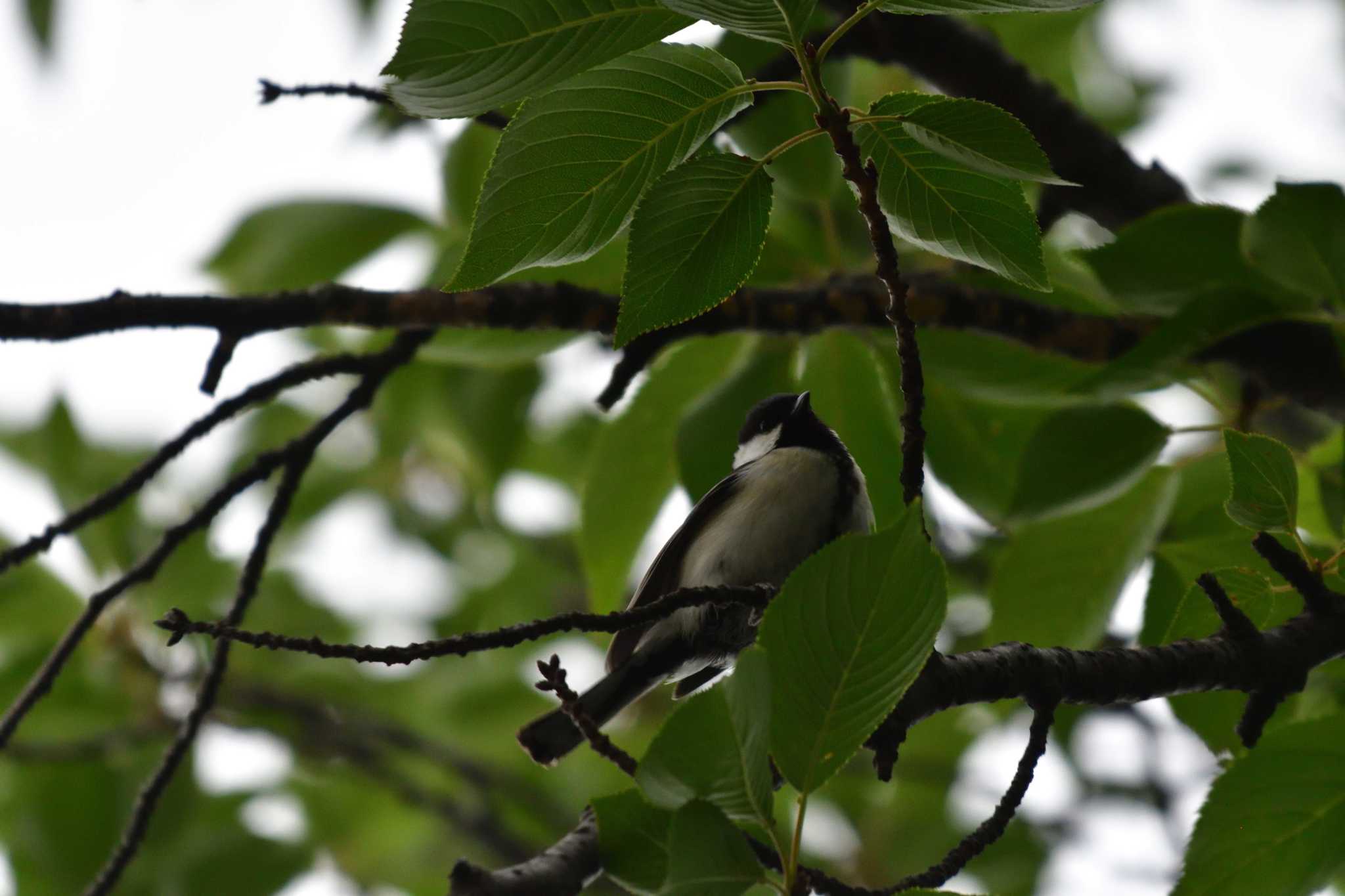 Photo of Japanese Tit at Nagahama Park by やなさん