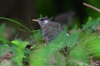 Tue, 6/14/2022 Birding report at Nagahama Park