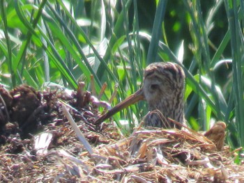 Latham's Snipe 北海道函館市 Tue, 6/14/2022