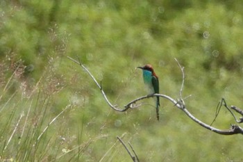 Blue-throated Bee-eater タイ Unknown Date