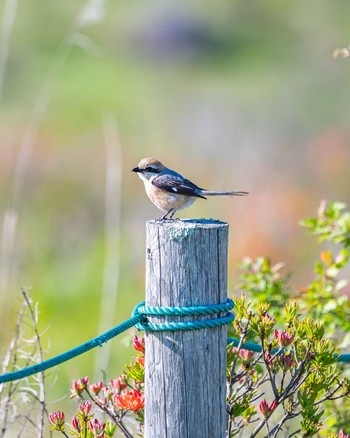 Bull-headed Shrike 長野県 Sun, 6/12/2022