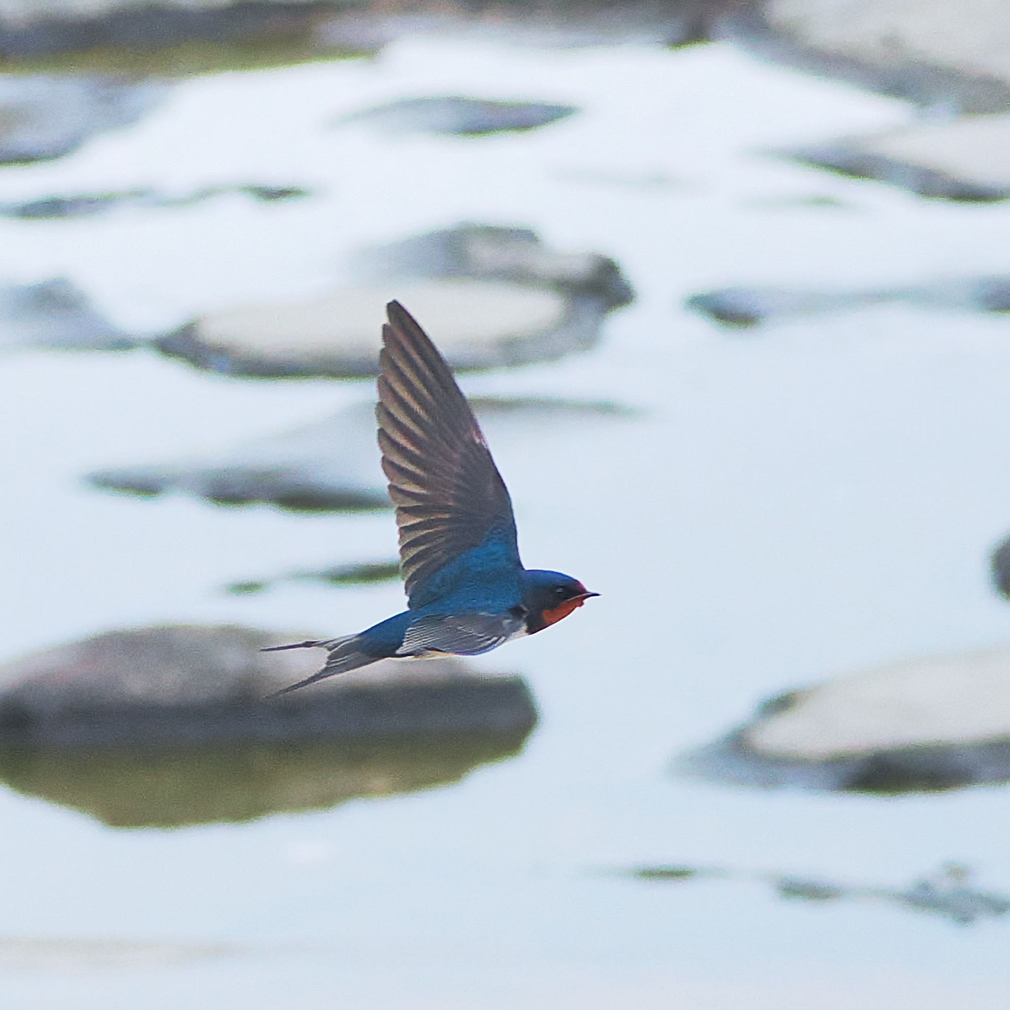 Barn Swallow