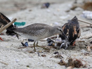 Red Knot 片貝漁港 在庫から Tue, 8/27/2019