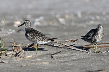 Great Knot 片貝漁港 在庫から Sat, 8/29/2020