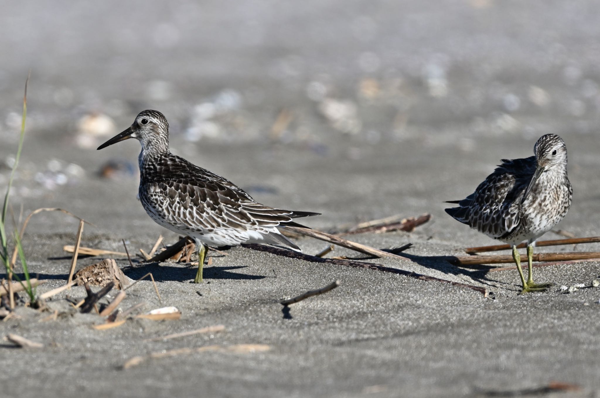 Photo of Great Knot at 片貝漁港 在庫から by アカウント5227