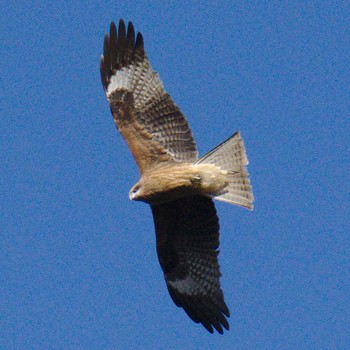 Black Kite 多摩川二ヶ領宿河原堰 Tue, 1/2/2018