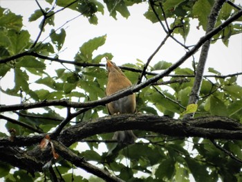 ガビチョウ 都立七生公園(南平地区)、南平丘陵公園 2022年6月14日(火)