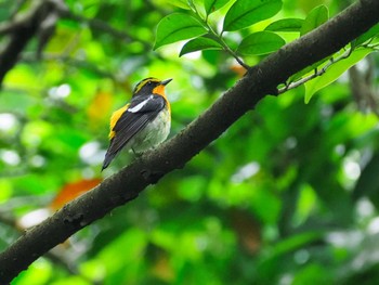 Narcissus Flycatcher Unknown Spots Sun, 6/12/2022