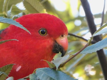 キンショウジョウインコ The Australian Botanic Garden Mt Annan, NSW, Australia 2022年6月13日(月)