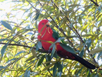 キンショウジョウインコ The Australian Botanic Garden Mt Annan, NSW, Australia 2022年6月13日(月)