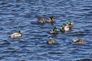 Mallard 多摩川二ヶ領宿河原堰 Tue, 1/2/2018