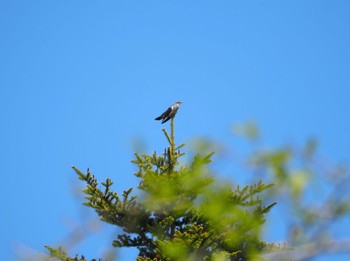 Common Cuckoo Kirigamine Highland Sat, 6/4/2022