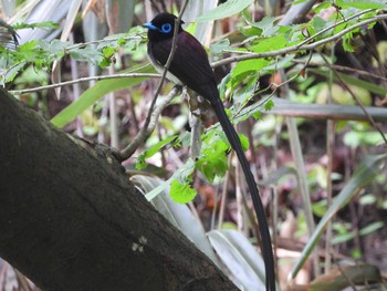 サンコウチョウ 太白山自然観察の森 2022年6月9日(木)