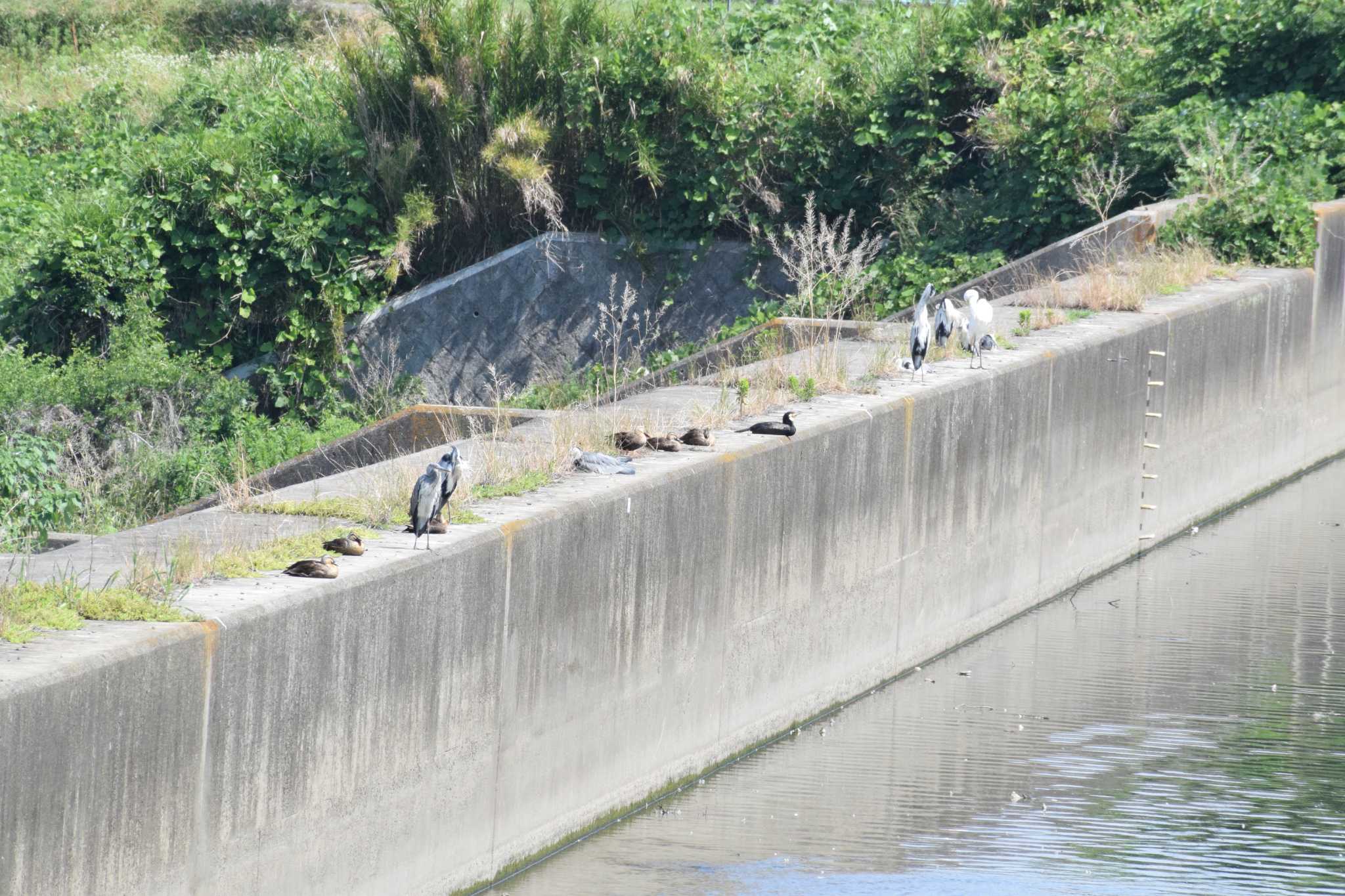 カモカモサギサギカモサギカモカモカモカワウサギサギサギサギ