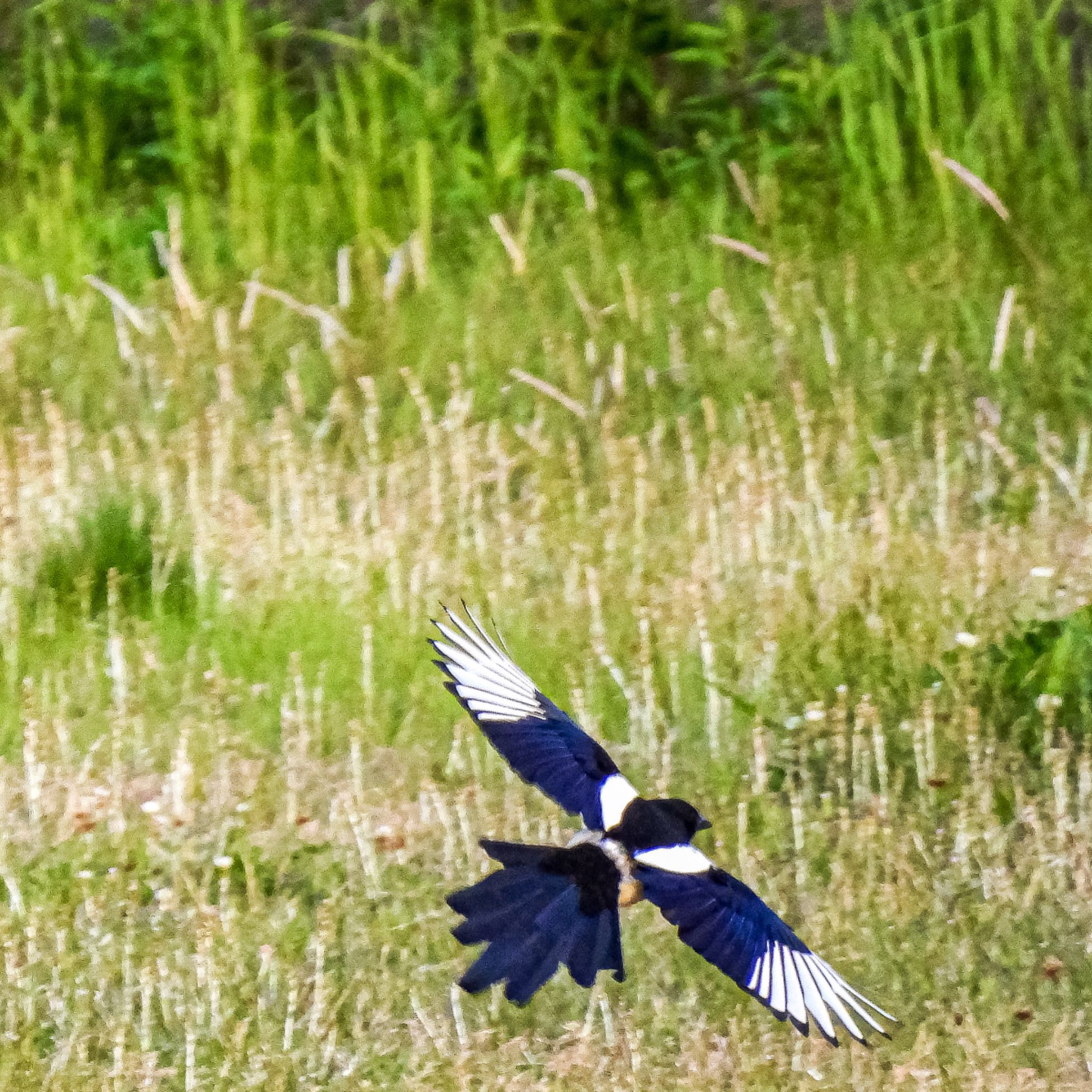 公園 カササギの写真