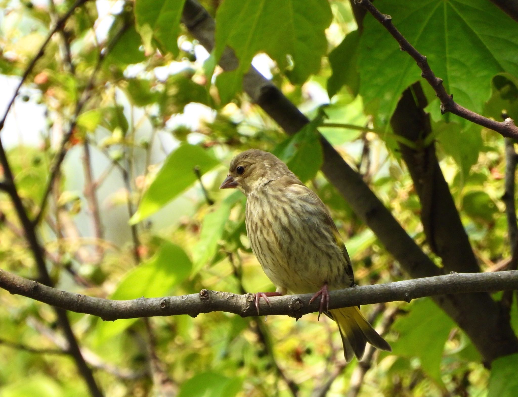 訂正 アオジ→カワラヒワの幼鳥 お腹の縦斑 by クロやん