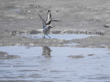 Sun, 6/12/2022 Birding report at 甲子園浜(兵庫県西宮市)