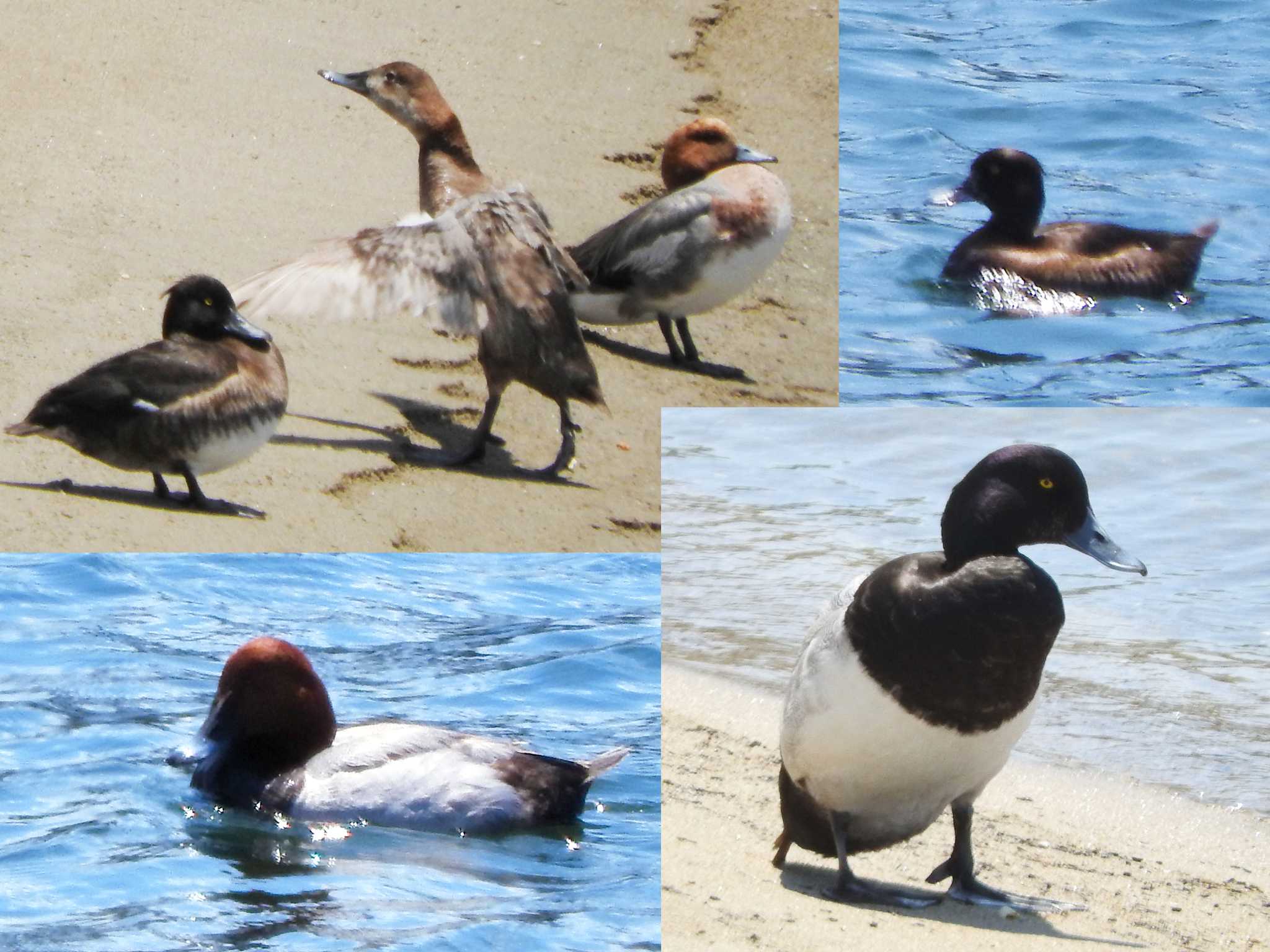 冬鳥パーティー