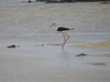 Black-winged Stilt Amami Island(General) Sat, 6/11/2022