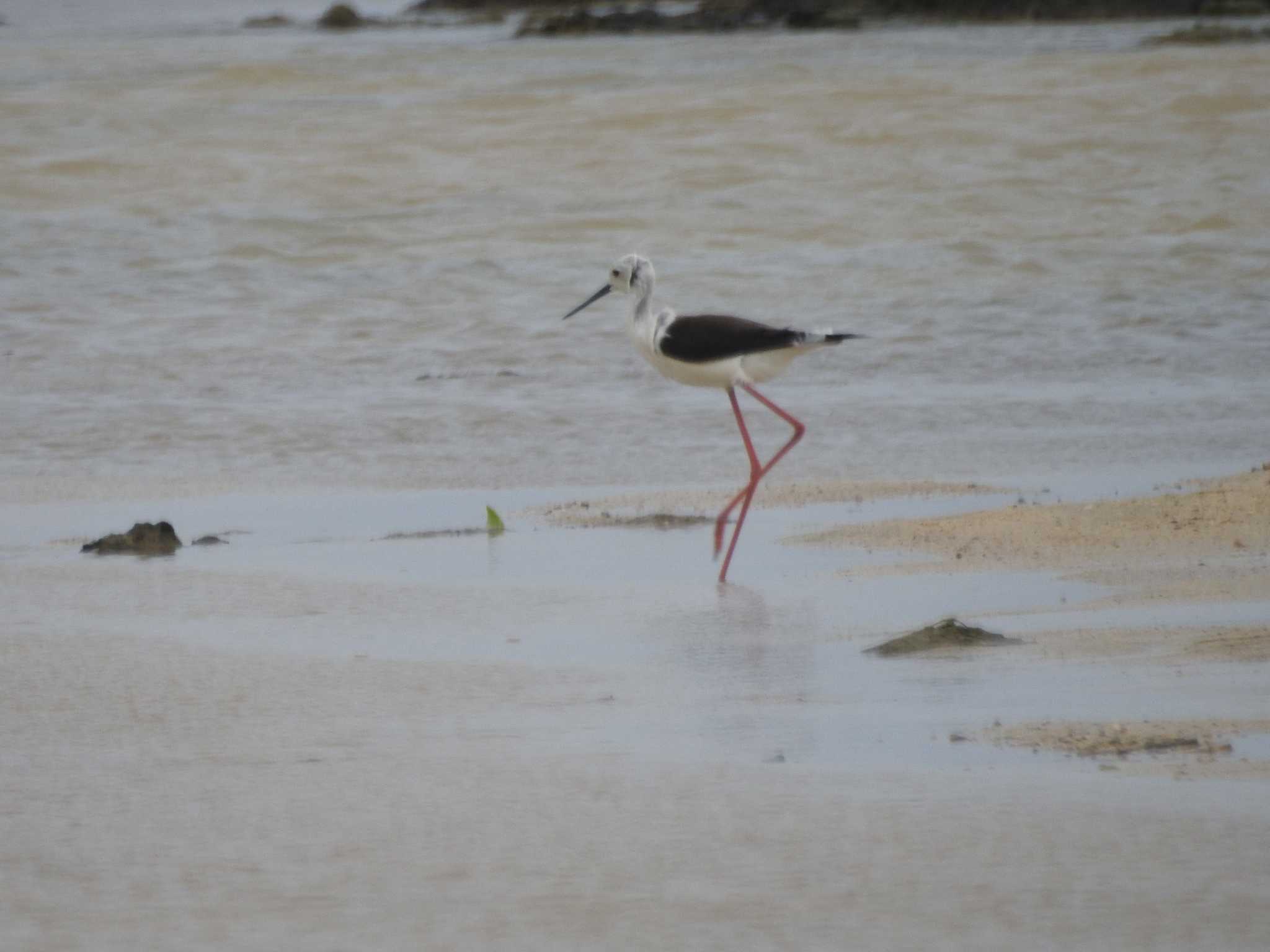 Black-winged Stilt