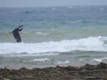 クロサギ 奄美大島 2022年6月11日(土)