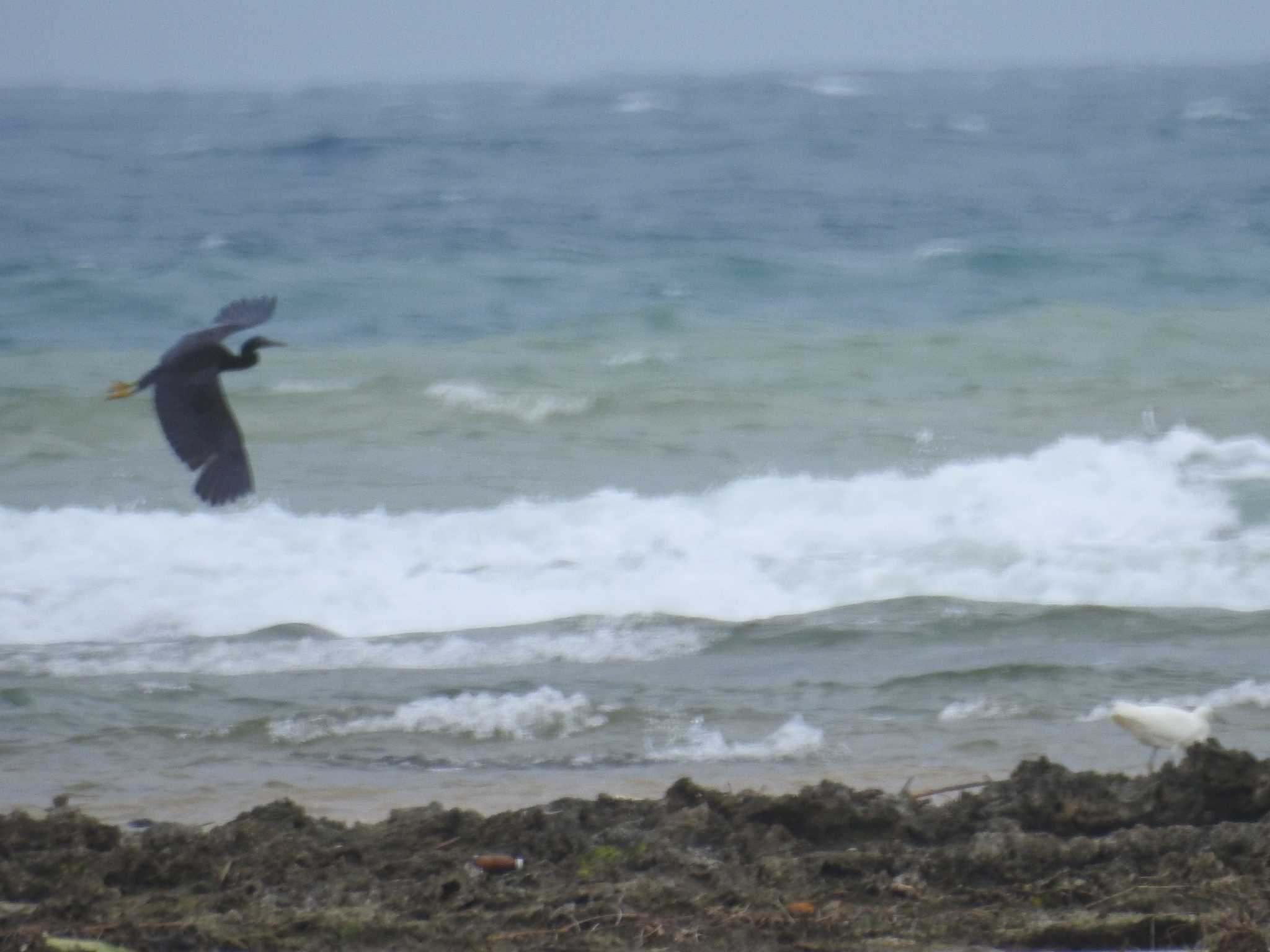 Pacific Reef Heron