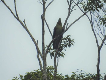 Ryukyu Green Pigeon Amami Island(General) Sun, 6/12/2022