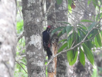 White-backed Woodpecker(owstoni) Amami Island(General) Sun, 6/12/2022