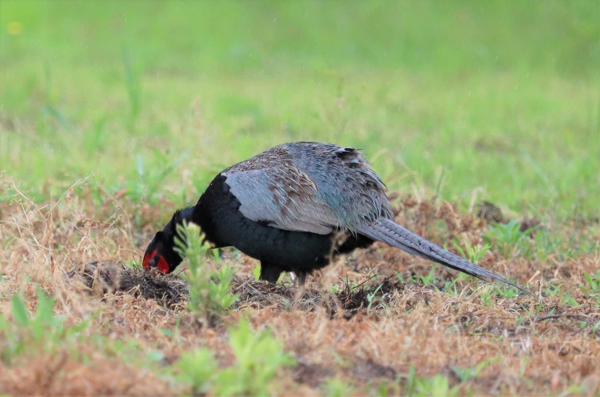 土を掘り食事をなされるキジ雄様