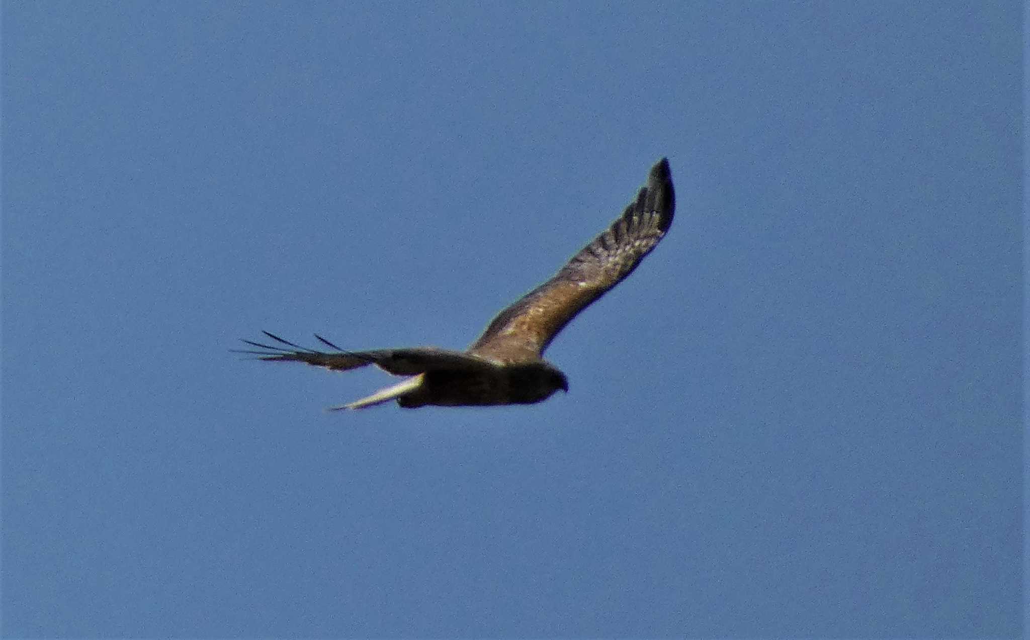 Upland Buzzard