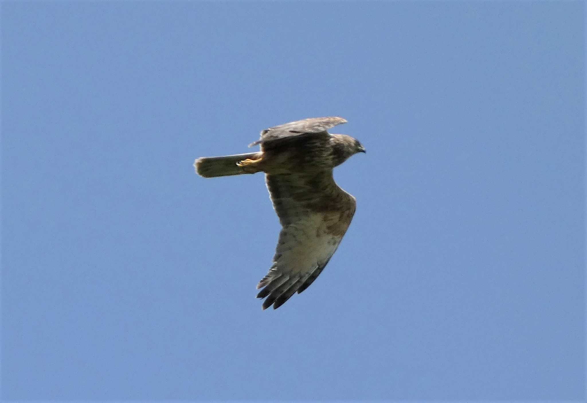 Upland Buzzard