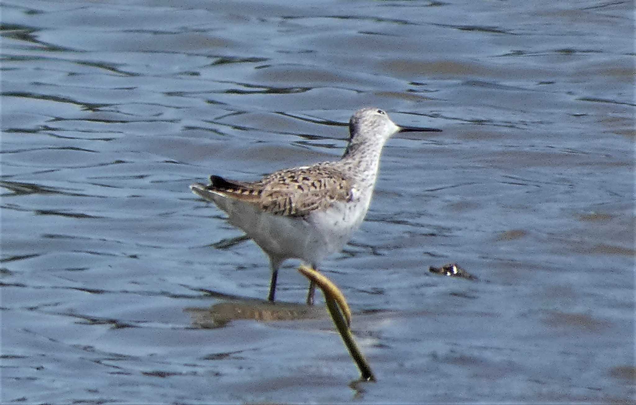 Common Greenshank